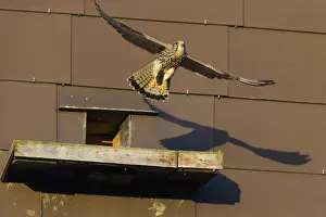 In Flight Prints: 180408d0052