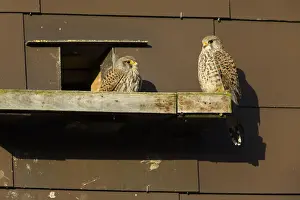 Nest Boxes Prints: 180408d0060