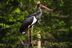 Storks Prints: 180421d0090