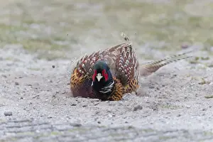 Pheasants Prints: 180519d0030