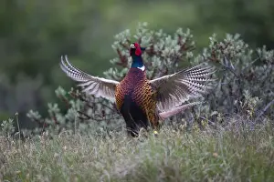 Pheasants Prints: 180519d0035