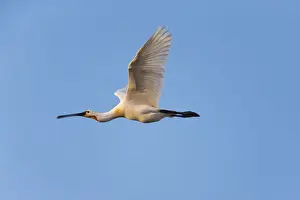 Spoonbill Prints: 180520d0047