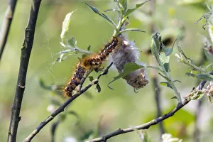 Moth Collection: 180520w0086