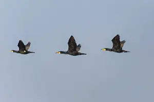 Cormorants Prints: 180520w0097