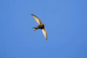 Swift Prints: 1807_0056