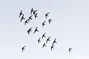 Flocks Prints: 180705d0029