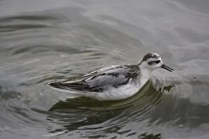 Images Dated 29th September 2007: 1st winter Grey Phalarope catching food on migration in Midlands UK