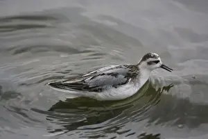 Phalarope Prints: 1st winter Grey Phalarope catching food on migration in Midlands UK