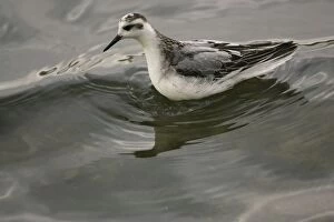 1st winter Grey Phalarope - resting on water on migration in Midlands