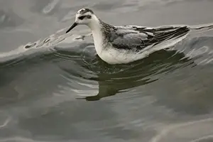Phalarope Prints: 1st winter Grey Phalarope - resting on water on migration in Midlands UK