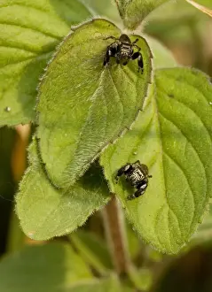 Mint Prints: 2 jumping spiders (Evarcha arcuata) on mint leaves; Dordogne, France