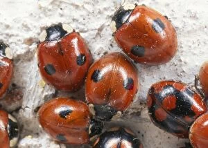 2-spot Ladybird - hibernating group