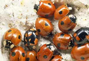 Spots Prints: 2-spot Ladybird - hibernating group - UK