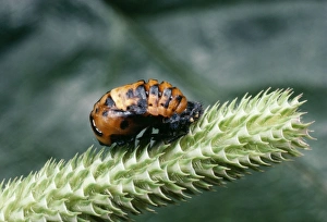 Images Dated 9th November 2004: 2-spot Ladybird Pupa UK