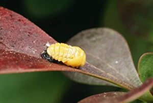 2-Spot Ladybird- recently formed pupa