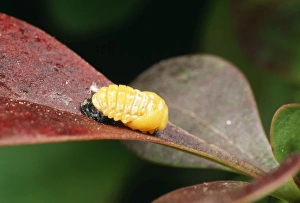 Images Dated 9th November 2004: 2-spot Ladybird Recently formed pupa, UK