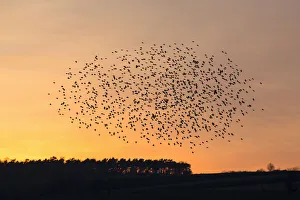 Starlings Collection: 20160314_192332_0013