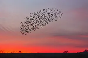 Starlings Collection: 20160314_194827_0180