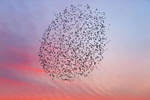Starlings Collection: 20160314_194838_0186