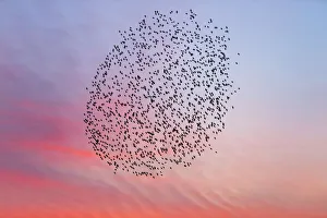 Behavior Collection: 20160314_194838_0186
