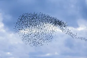 Starlings Collection: 20160323_195619_0223