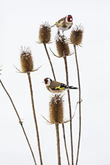 Teasel Collection: 20180316_094016_0632