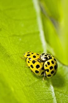 Images Dated 23rd May 2012: 22-spot Ladybird - mating