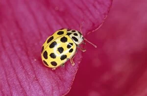 Images Dated 3rd August 2005: 22-spot Yellow Ladybird UK