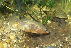 Images Dated 22nd November 2007: 3-spined Stickleback - male at nest
