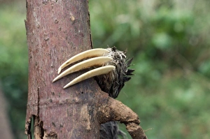 Images Dated 14th July 2008: 3-toed Sloth - close-up of claw. Panama