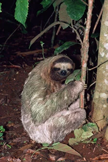 Images Dated 22nd November 2007: 3-toed Sloth - defacating, digs hole & covers with earth