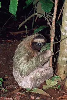 3-toed Sloth - defacating, digs hole & covers with earth