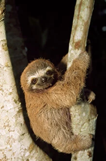 Central America Collection: 3 Toed Sloth - young Costa Rica