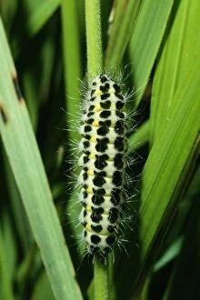 5-spot Burnet Moth - catapillar / larvae stage
