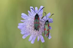 6-spot Burnet - two insects resting on scabious flower