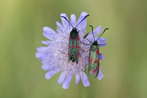 Scabious Prints: 6-spot Burnet - two insects resting on scabious flower, Hessen, Germany