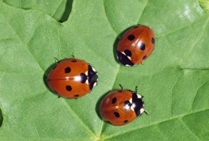 Images Dated 13th May 2008: 7-spot Ladybird