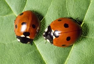 Images Dated 13th May 2008: 7-spot Ladybird