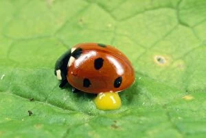 Images Dated 11th September 2012: 7-spot Ladybird - autobleeding - UK also know as Coccinella septempunctata