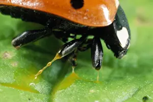 Slimy Prints: 7-spot Ladybird - autobleeding - UK also know as Coccinella septempunctata