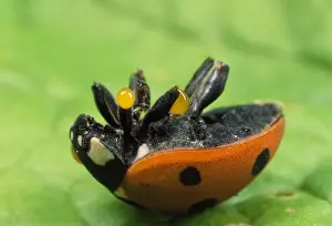 7-spot Ladybird - autobleeding - UK also know as Coccinella septempunctata
