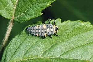 Images Dated 11th November 2010: 7-spot LADYBIRD - Carnivorous larvae of