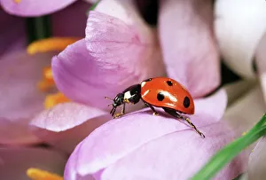 Images Dated 30th September 2008: 7-SPOT LADYBIRD - crawling over Crocus