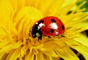Dandelion Prints: 7-SPOT LADYBIRD - on Dandelion flower