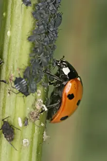 7 Spot Ladybird - eating aphid Bedfordshire UK 001999