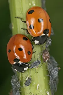 7 Spot Ladybird – two eating aphids Bedfordshire UK 001986