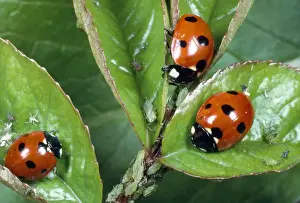 7-spot ladybird - feeding on aphids - UK also know as Coccinella septempunctata