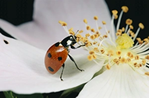 Images Dated 30th September 2008: 7-Spot LADYBIRD - feeding on pollen