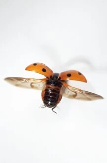 7-spot Ladybird - In flight