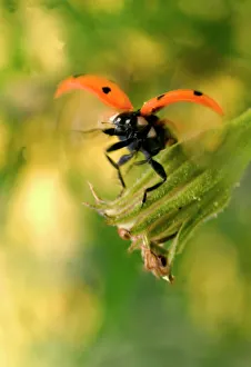 Images Dated 24th July 2004: 7-Spot Ladybird - In flight, landing by flower